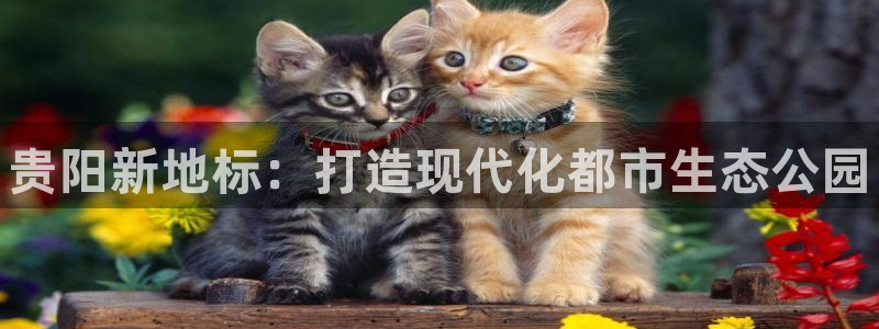 谈球吧的聊天软件